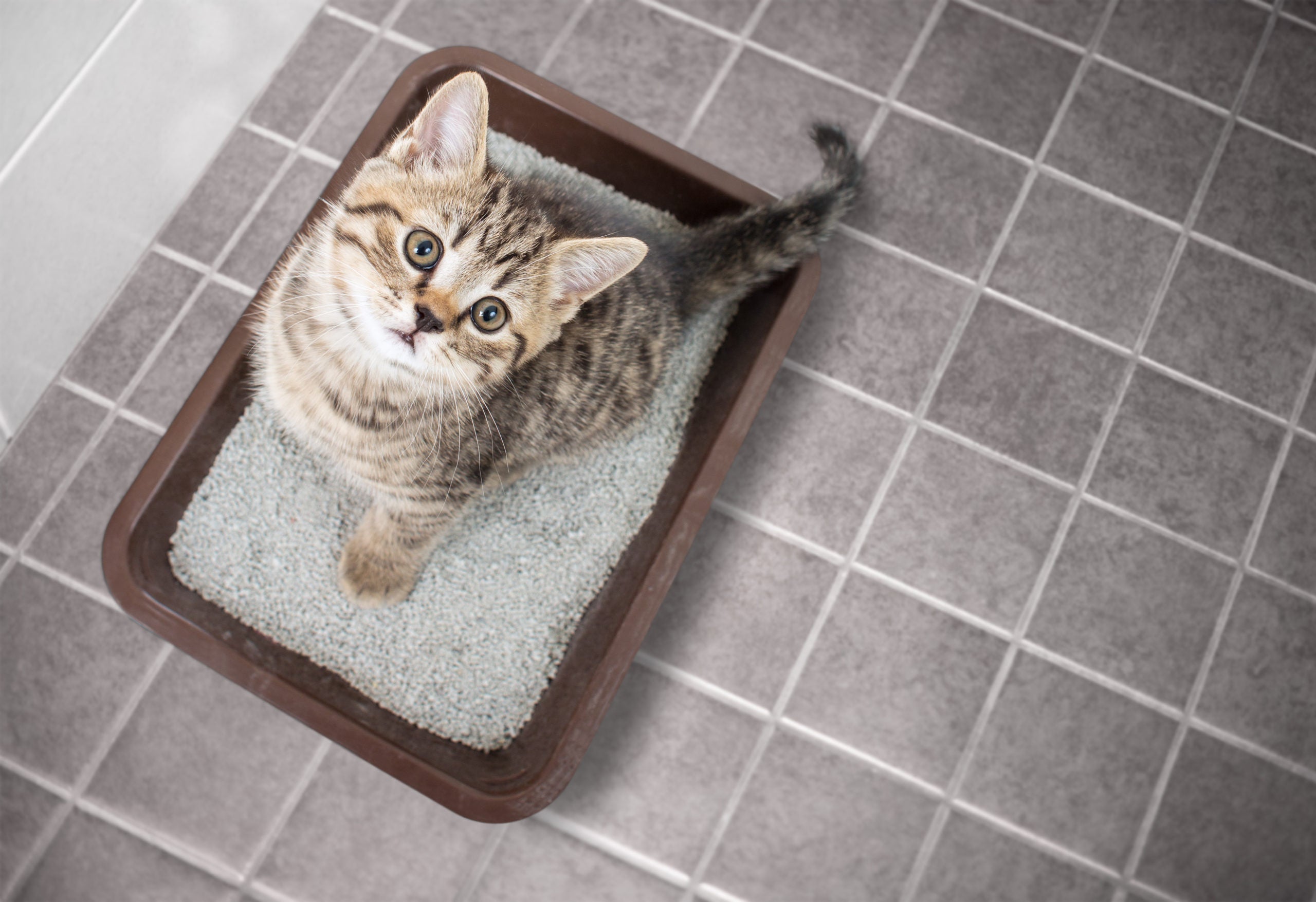 BKF is the Cat's Meow: Cleaning Pet Areas with BKF