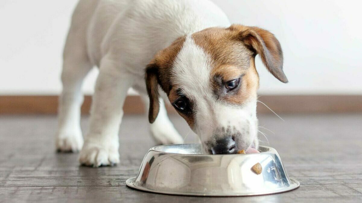 Dog Days of Summer: Cleaning Up After Your Dogs