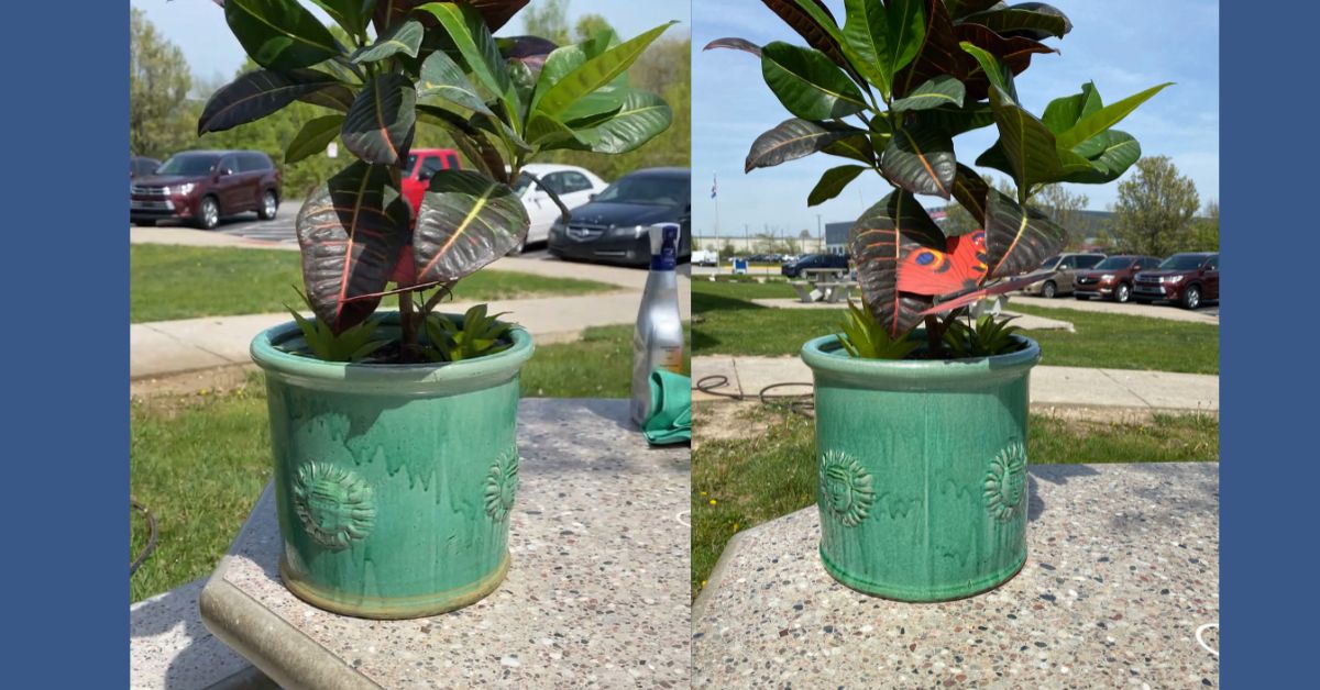 A Guide to Cleaning Interior Planters