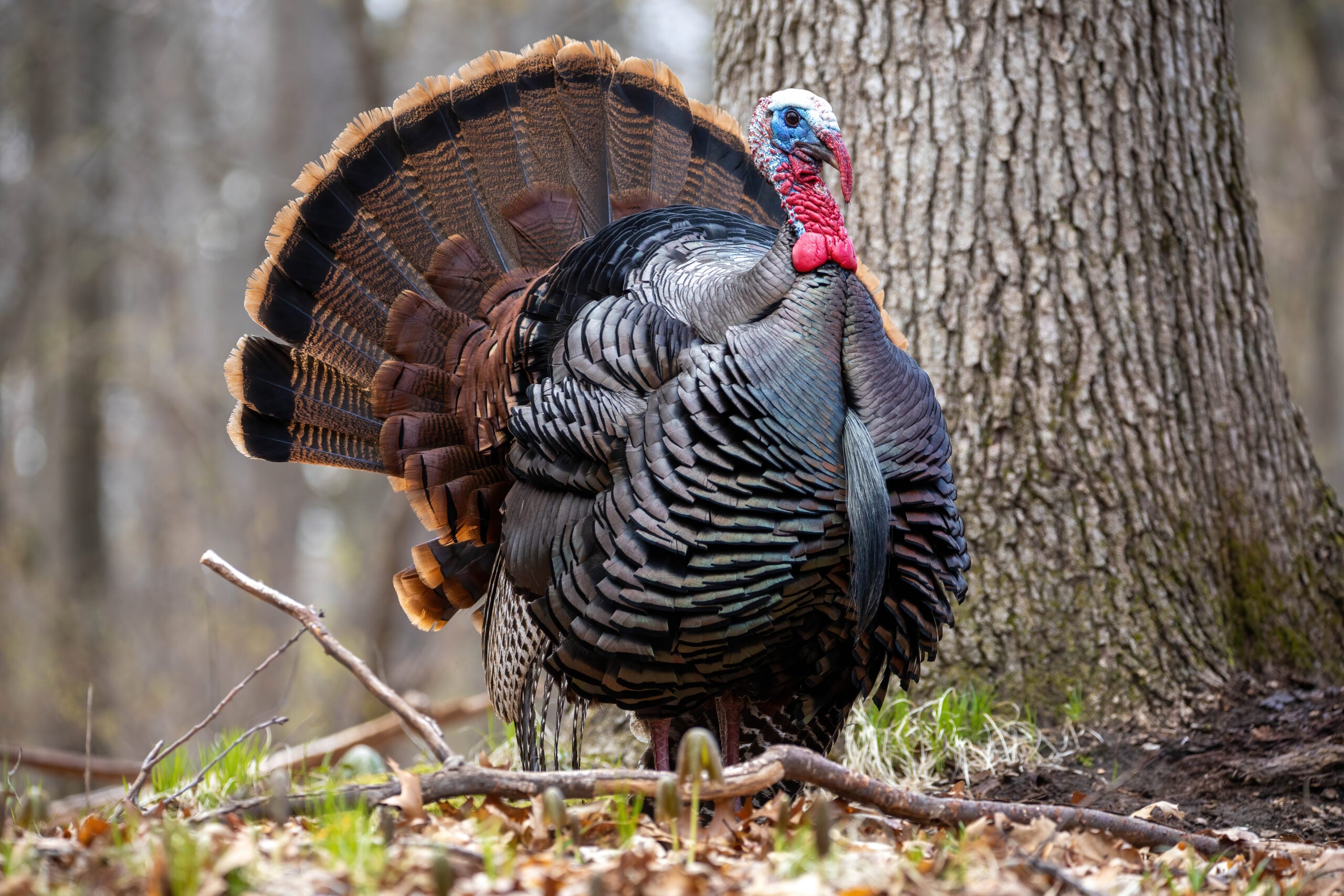 Turkey Fun, Facts, and Fiction