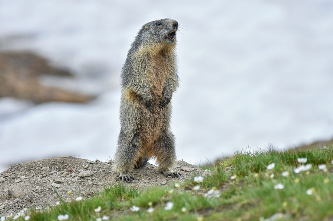 Repetitive Cleaning: How Cleaning Can Feel Like Groundhog Day
