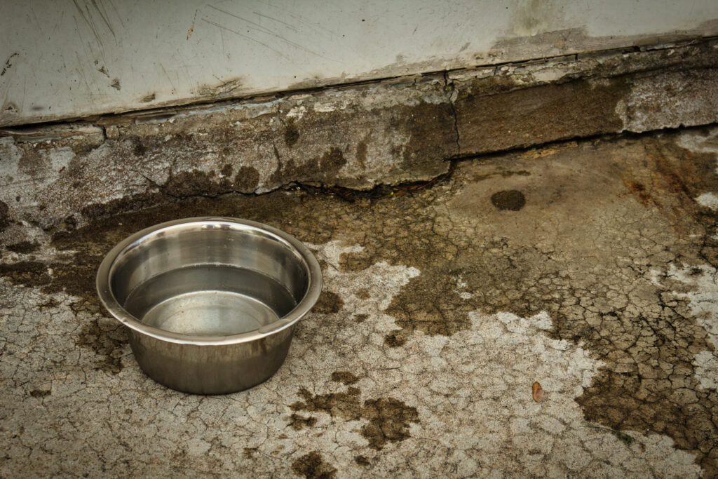 How to Clean a Stainless Steel Outdoor Water Bowl
